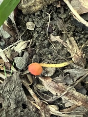 Hygrocybe