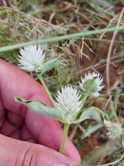 Gomphrena sonorae
