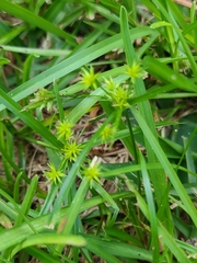 Cyperus croceus