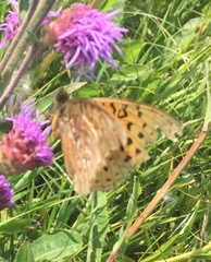 Liatris ligulistylis