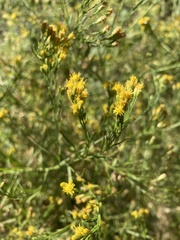 Euthamia occidentalis