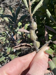 Andricus chrysolepidicola