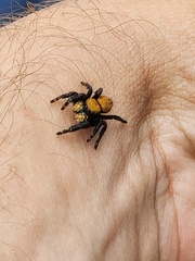 Phidippus apacheanus