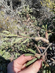 Andricus chrysolepidicola