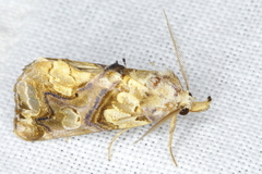 Plusiodonta compressipalpis