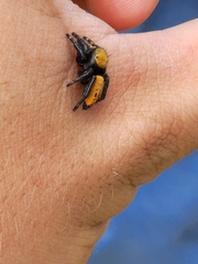 Phidippus apacheanus