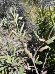 Andricus chrysolepidicola