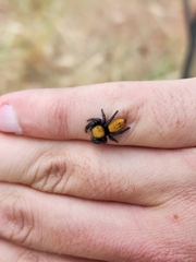 Phidippus apacheanus