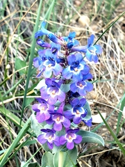 Penstemon nitidus