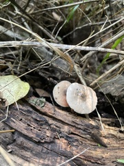 Pluteus thomsonii