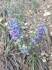 Penstemon nitidus