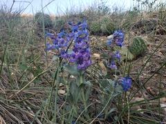 Penstemon nitidus