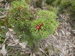 Isopogon ceratophyllus
