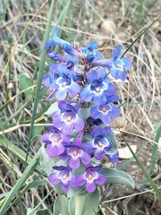 Penstemon nitidus