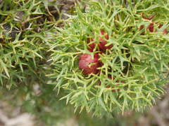 Isopogon ceratophyllus