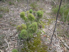 Isopogon ceratophyllus