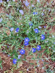 Evolvulus arizonicus