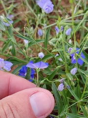 Evolvulus arizonicus