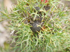 Isopogon ceratophyllus