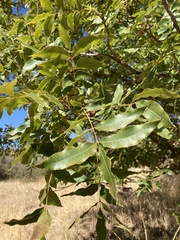 Juglans hindsii