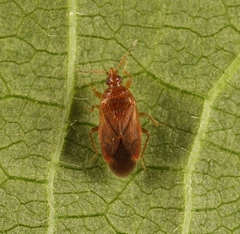 Cardiastethus fasciiventris