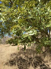 Juglans hindsii