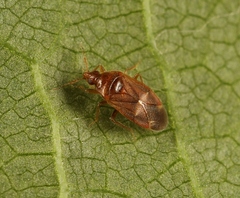 Cardiastethus fasciiventris