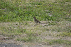 Turdus amaurochalinus