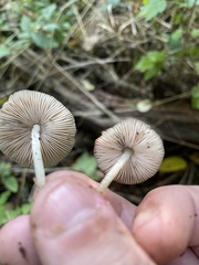 Pluteus thomsonii