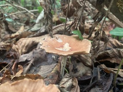 Collybiopsis peronata