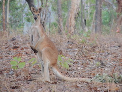 Osphranter antilopinus