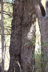Corymbia opaca