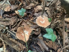 Collybiopsis peronata