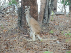 Osphranter antilopinus
