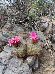 Eriosyce coimasensis
