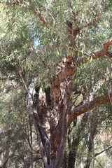 Corymbia opaca