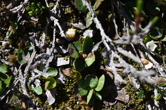 Gaultheria humifusa