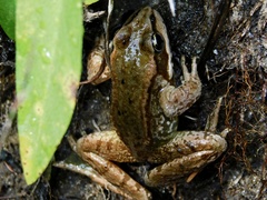 Rana cascadae