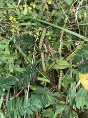 Chamaecrista nictitans