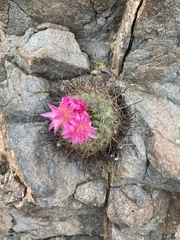 Eriosyce coimasensis