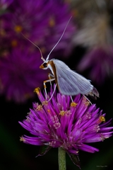 Diaphania costata