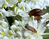 Androchirus erythropus