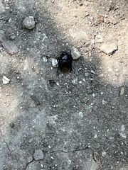Pangaeus bilineatus