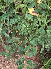 Chamaecrista nictitans