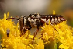 Coelioxys coturnix
