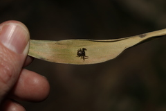 Xysticus bimaculatus