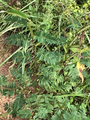 Chamaecrista nictitans