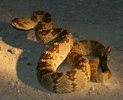 Crotalus molossus molossus