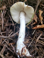 Leucoagaricus leucothites