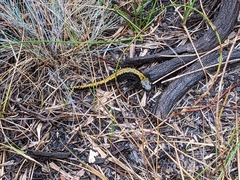 Ambystoma macrodactylum